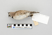 Eremophila alpestris image