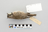 Eremophila alpestris image