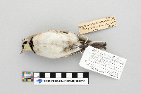 Eremophila alpestris image