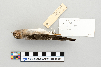 Hirundo pyrrhonota image