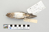 Hirundo pyrrhonota image