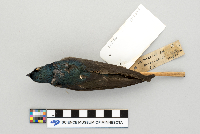 Tachycineta bicolor image