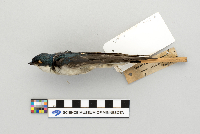 Tachycineta bicolor image