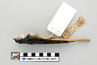 Tachycineta bicolor image