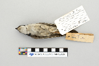 Tachycineta bicolor image