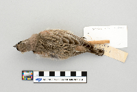 Eremophila alpestris image