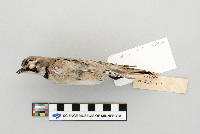 Eremophila alpestris image