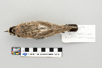 Eremophila alpestris image