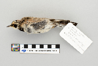 Eremophila alpestris image