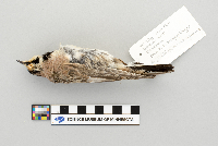 Eremophila alpestris image