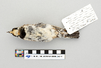 Eremophila alpestris image