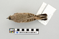 Eremophila alpestris image