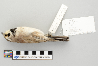 Eremophila alpestris image