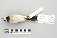 Eremophila alpestris image