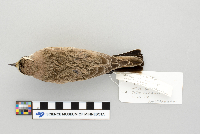 Eremophila alpestris image