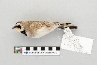 Eremophila alpestris image
