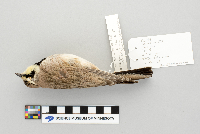 Eremophila alpestris image