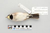 Eremophila alpestris image