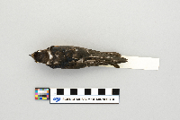 Hirundo rustica image