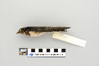 Hirundo rustica image