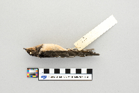 Hirundo rustica image