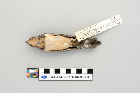 Hirundo rustica image