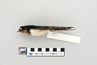 Hirundo rustica image