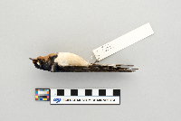 Hirundo rustica image