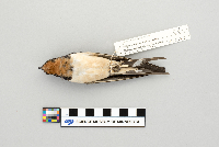 Hirundo rustica image