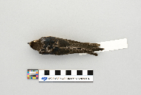 Hirundo rustica image