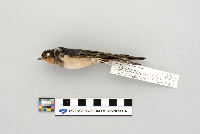 Hirundo rustica image