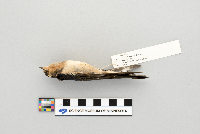 Hirundo rustica image