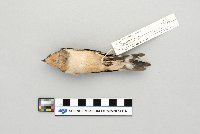 Hirundo rustica image