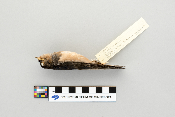 Hirundo rustica image