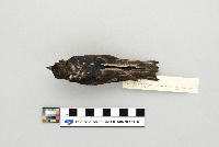 Hirundo rustica image