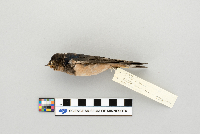 Hirundo rustica image