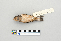 Hirundo rustica image