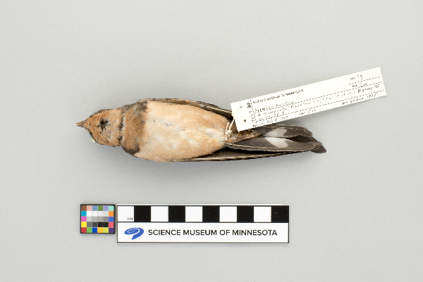Hirundo rustica image