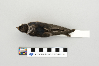 Hirundo rustica image