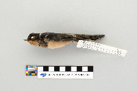 Hirundo rustica image