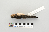 Hirundo rustica image