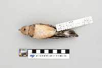 Hirundo rustica image