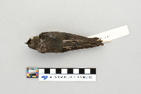 Tachycineta bicolor image