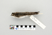 Tachycineta bicolor image