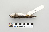 Tachycineta bicolor image