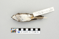 Tachycineta bicolor image