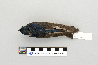 Tachycineta bicolor image