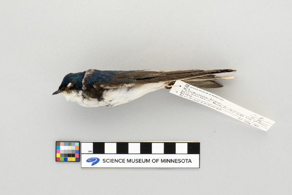 Tachycineta bicolor image