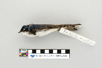 Thumbnail image of current specimen