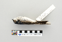 Tachycineta bicolor image